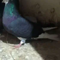 کبوترهای شازده سبزوشازده سیاه بسیارزیبا|پرنده|قائمشهر, |دیوار