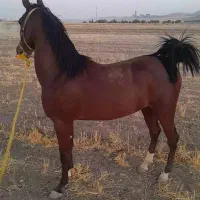 کره مادیان کرد|اسب و تجهیزات اسب‌سواری|نهاوند, |دیوار