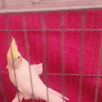 عروس هلندی نر