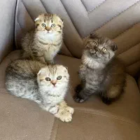پیشی ناز اسکاتش