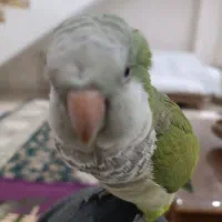 طوطی راهب کاملا رام