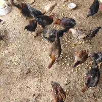 تعدادی جوجه خروس و مرغ 5 ماهه محلی