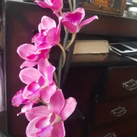 چهارشاخه موجود گل ارکیده