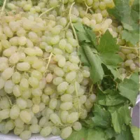 انگور سفید شیرین