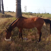 اسب اخته سال 8