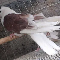 دوکت خیلی بلند