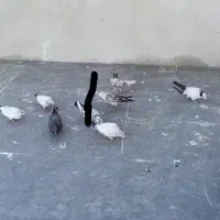 کفتر تهرانی پرشی|پرنده|کرج, کوی مهر|دیوار