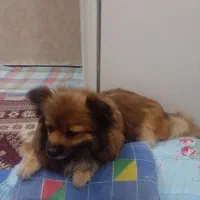 سگ پامریین روباهی گمشده