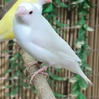 فنچ گلدین نرگسی و بنگالی
