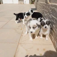 واگذاری رایگان|سگ|شاهرود, |دیوار