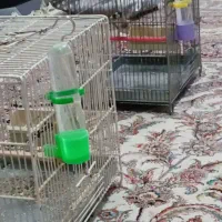 سیره|پرنده|خرمآباد, |دیوار