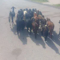 کهره شیری امسال