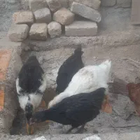 جوجه مرغ و خروس  و جوجه اردک سه ماهه