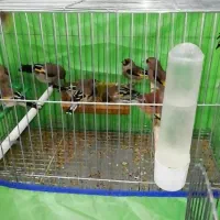 سهره کرمانی گلچین