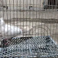 کبوتر دم زرد و دمبی سیاه