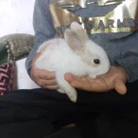 نینی های پشمالویی خرگوش|موش و خرگوش|برازجان, |دیوار