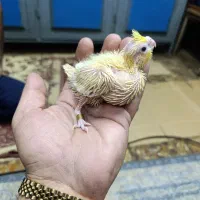 جوجه عروس هلندی (لوتینو چشم قرمز)کینگ سایز|پرنده|اهواز, ناحیه صنعتی کارون|دیوار