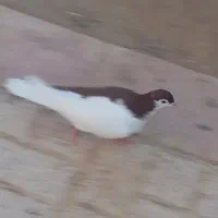 کفتر