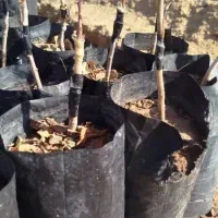 نهال پسته گلدانی آمریکایی|خدمات باغبانی و درختکاری|کرمان, |دیوار