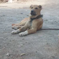 سگ افغان