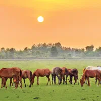 باشگاه-پرورش-اسب