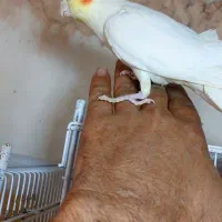 عروس هلندی .ماده بالغ