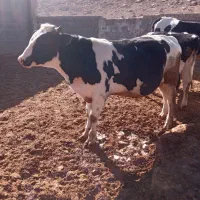 گوساله نر فروشی|حیوانات مزرعه|حسن آباد, |دیوار