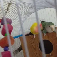 کوتوله بریزیلی|پرنده|مشهد, هنرور|دیوار