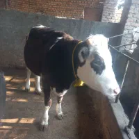 تلیسه دو عدد آبست با یه گوساله