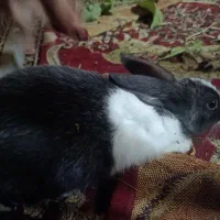 فروش خرگوشی خیلی خوشگل و باهوش