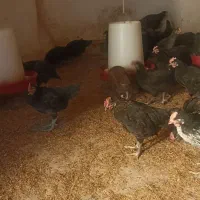 جوجه مرغ و خروس محلی|حیوانات مزرعه|زید آباد, |دیوار