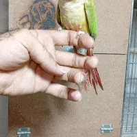 گرینچیک نر رام|پرنده|پاکدشت, پاکدشت (مامازند)|دیوار