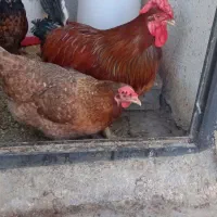 خروس چهل تاج و ۳ عدد مرغ رسمی|حیوانات مزرعه|تهران, ولی آباد|دیوار