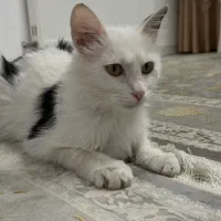 گربه گم شده