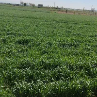 از 500 متر تا 1000 هکتار|فروش زمین و ملک کلنگی|هشتگرد, مدرس|دیوار