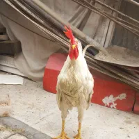خروس ۷ ماهه