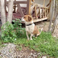 سگ پاکوتاه ودوست داشتنی