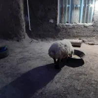 میش جوان چاق