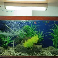 آکواریوم با گیاه مصنوعی و سنگ و لوازم کامل