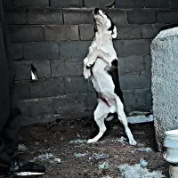 سگ دورگه پیتبول سرابی