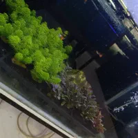 انواع گیاه طبیعی در تنوع بالا