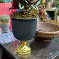 چشم آهویی گلدان پایه طلایی
