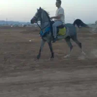 اسب