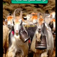 مژدگانی