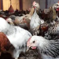مرغ محلی و سر بری