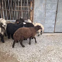 بره های قربانی