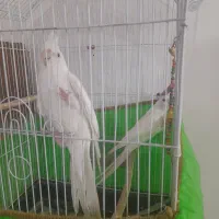 جفت البینو مولد