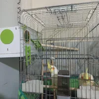 عروس هلندی مولد|پرنده|اقبالیه, |دیوار