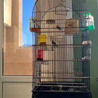 یک جفت فنچ گلدین