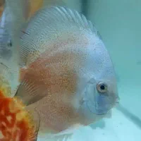 جفت دیسکس ۶ اینچ نژاد خاص هچ بالا بچه دوست